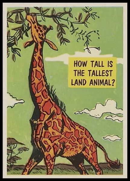 22 Tallest Land Animal